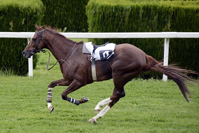 Apuestas en Carreras